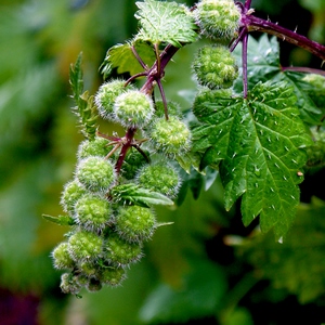 Branche de fruits verts couverts de poils - Grèce  - collection de photos clin d'oeil, catégorie plantes